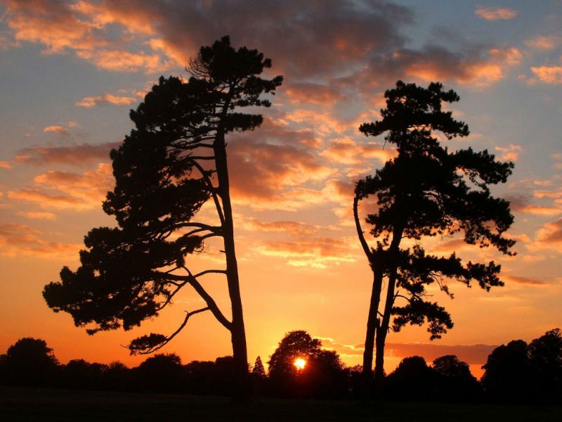 sky, nature, cloud, tree, sunset, woody plant sky, nature, cloud, tree, sunset, woody plant
