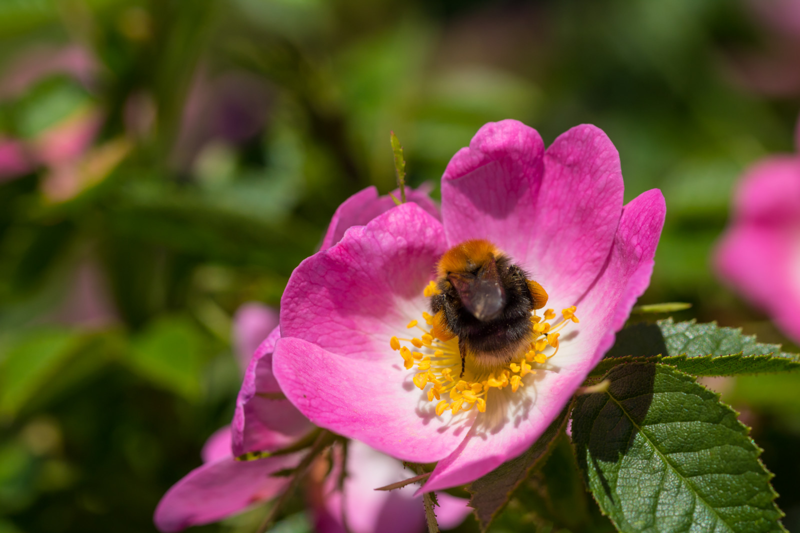 natur, makro, insekt, Rose, pollen, blomst, Humlebi, Bi, blomst, plante, flora, blomma, makro, insekt, kronblad, dogrose, nyponros, fauna, wildflower, botanik, jord plante, blomstrende plante, tæt på, makrofotografering, hvirvelløse, rosenfamilien, membran vingede insekt, nektar