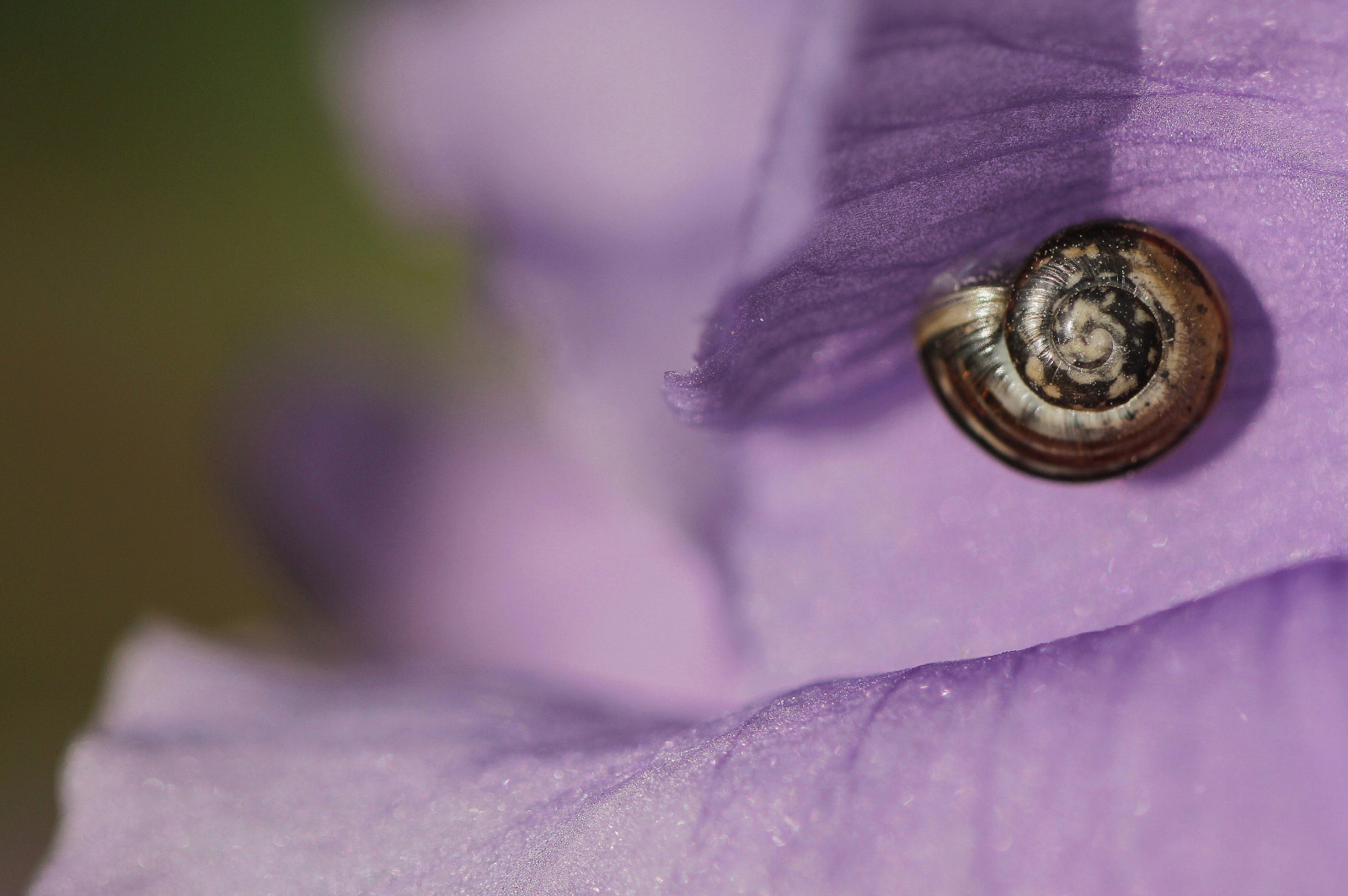 bloemen, Iris, Purper, slak, Bloemen, Paars, Slakje, Baardiris