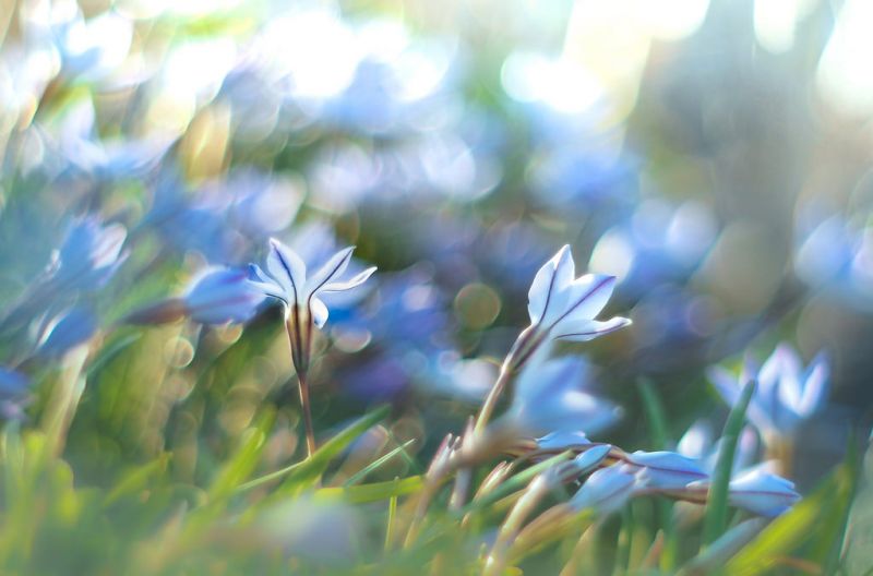 modrý,květ,flóra,rostlina,jaro,nebe