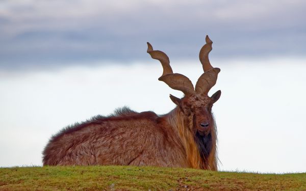 antlers,goats,animals