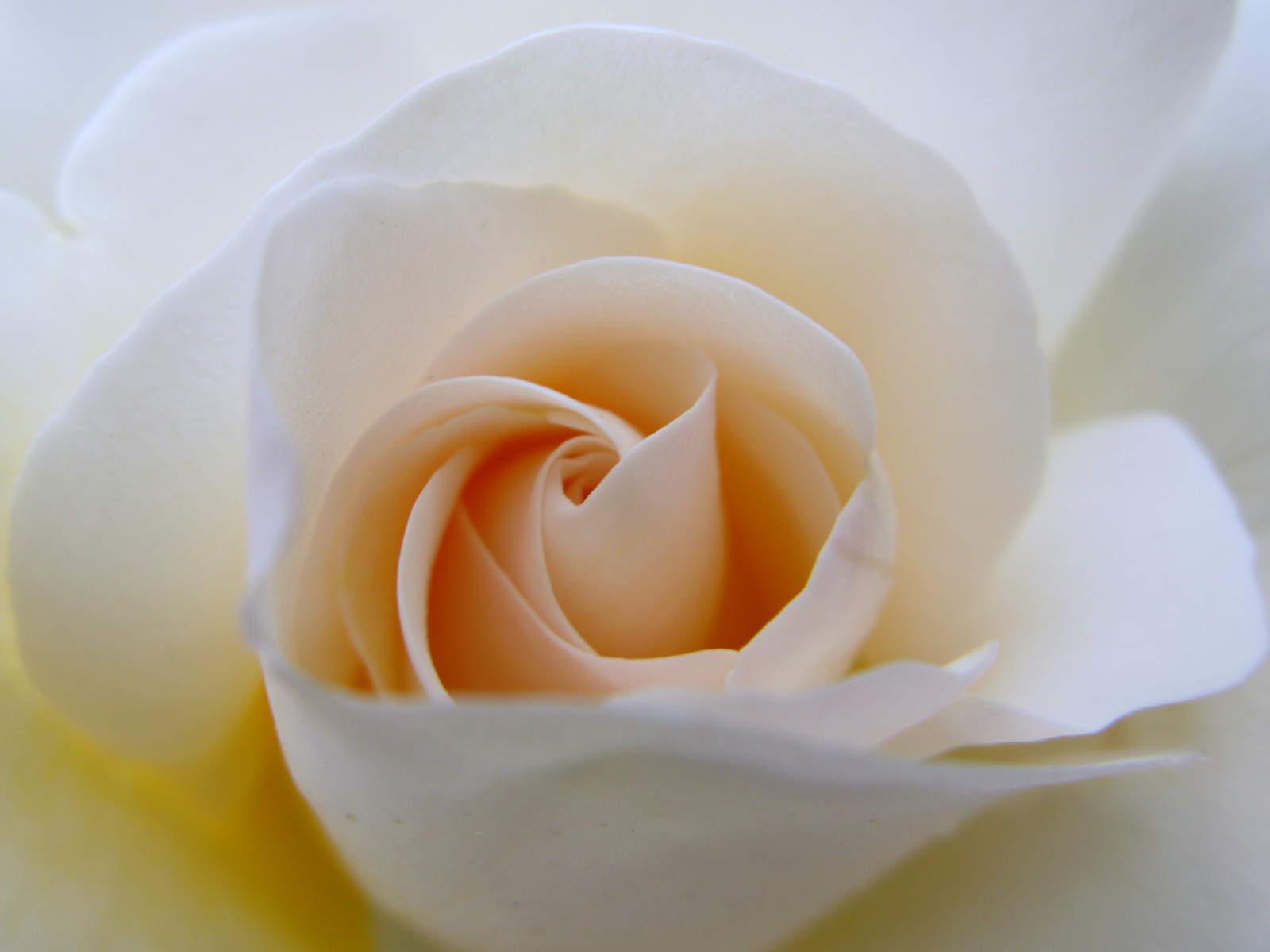 bílý, makro, květy, růže, Broskev, růžový, světlo, květ, rostlina, flóra, okvětní lístek, rosa, květ, jardin, abigfave, flor, počítač tapeta, kvetoucí rostlina, zblízka, makro fotografie, příchuť, zátiší fotografování, zahradní růže, růže rodina, růže objednávka, excapturemacro, floribunda, rosa centifolia