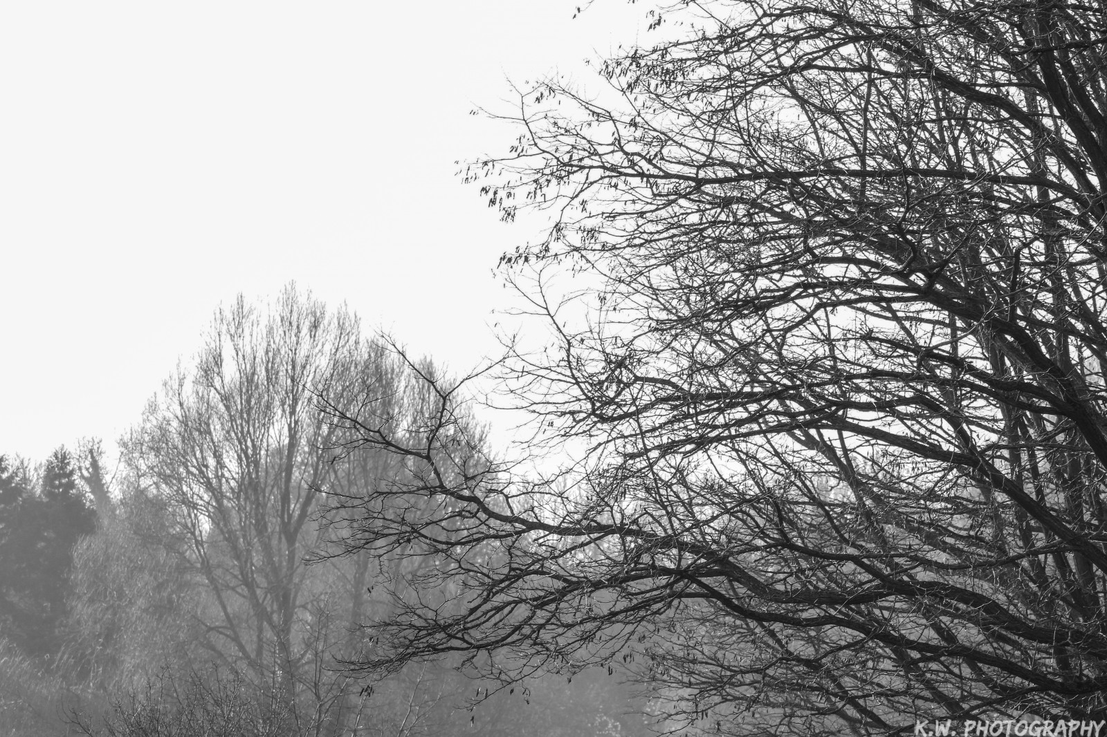 slunečnímu záření, krajina, světla, kontrast, les, bílý, Černá, černobílý, architektura, abstraktní, nebe, stín, sníh, zima, fotografování, silueta, větev, panoráma, Fotoaparát, Studený, ráno, mráz, vzor, Kánon, spád, čáry, život, objektiv, zmrazení, perspektivní, nízký, úhel, světlo, Černý a bílý, barva, mrak, strom, mlha, uzávěrka, list, barvy, Pohled, rostlina, fotografie, barva, Rychlost, barvy, hledisko, složení, jako, nasycení, komentář, zálesí, větvička, leadinglines, Černý a bílý, monochromatické fotografování, dřevina, saturovat, přednost, stock photography