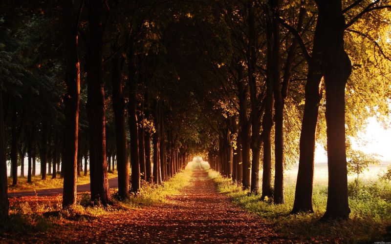 sunlight, trees, forest, leaves, nature, grass sunlight, trees, forest, leaves, nature, grass