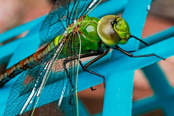 photography,blue,wings,insect,green,color