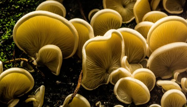 macro, nature, mushroom, Norway, Sony, fungi