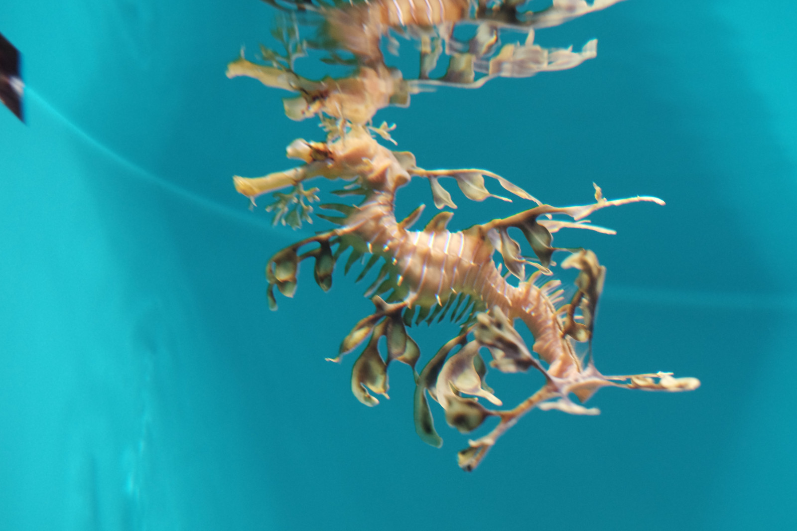 pesce, blu, subacqueo, Tokyo, Fujifilm, biologia, fiore, cavalluccio marino, scogliera, Fujinon, X, xf56mmf12r, xf56mm, xt1, Kasai, kasairinkaipark, tokyosealifepark, fotografia macro, biologia marina, pesce di mare profondo, Singnatiformi