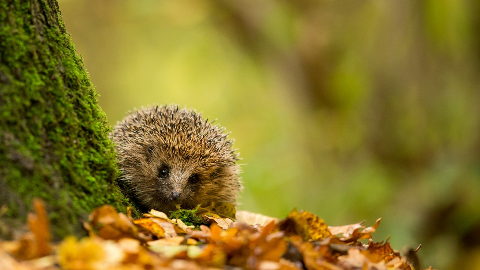 Wallpaper Trees Fall Leaves Animals Depth Of Field Nature 
