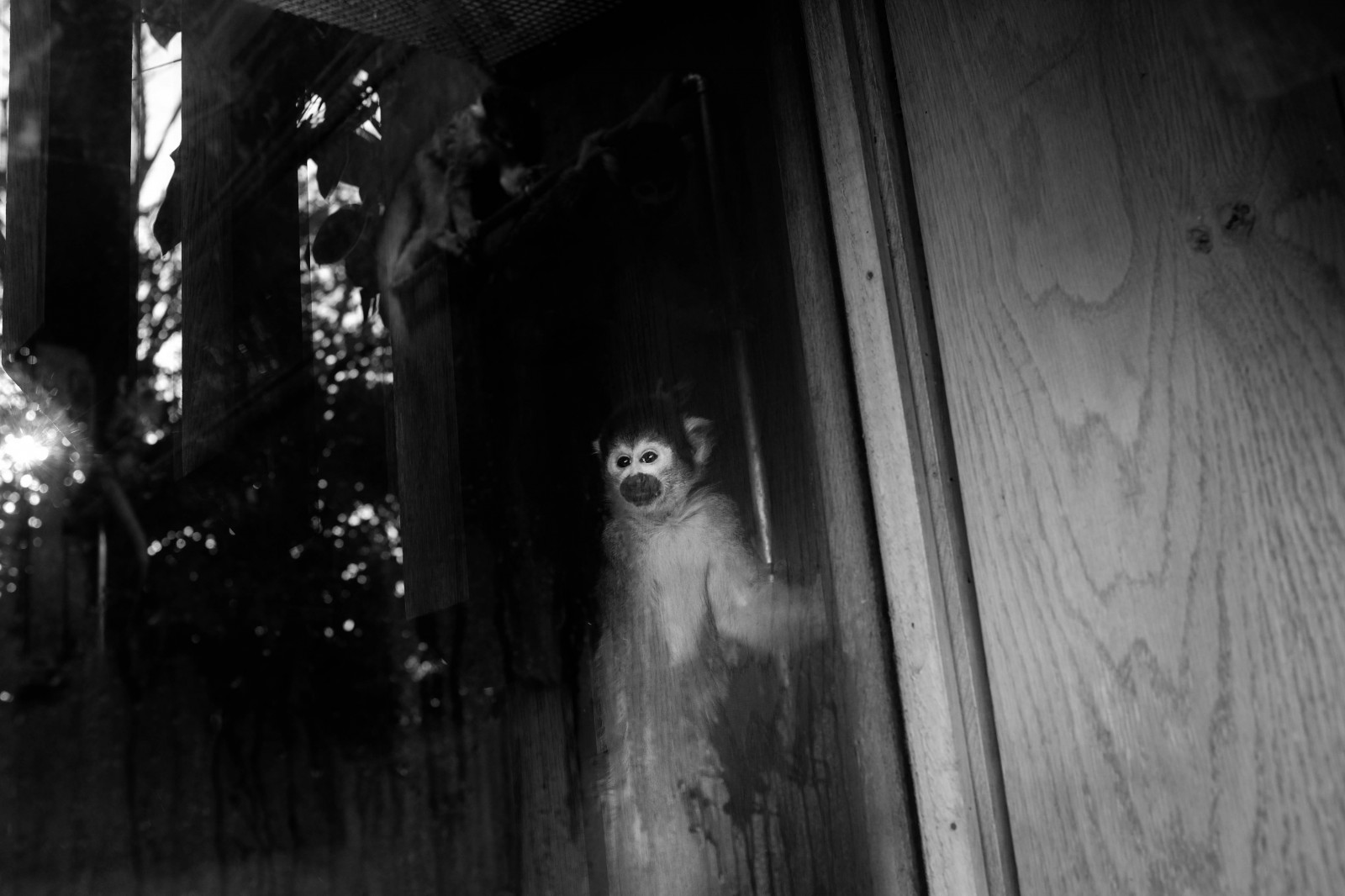 schwarz, Foto, Schwarz und weiß, Dunkelheit, Monochrome fotografie, Licht, Schnappschuss, Fotografie, Phänomen, einfarbig, Nacht-, Atmosphäre, Mitternacht, Baum, Film Noir