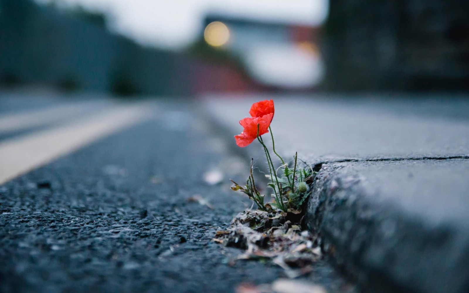 slunečnímu záření, hloubka pole, květiny, voda, Příroda, městský, Červené, odraz, rostliny, sníh, zima, fotografování, led, ráno, mráz, červené květy, vlčí mák, zmrazení, světlo, barva, podzim, list, květ, počasí, rostlina, sezóna, tma, zblízka, makro fotografie