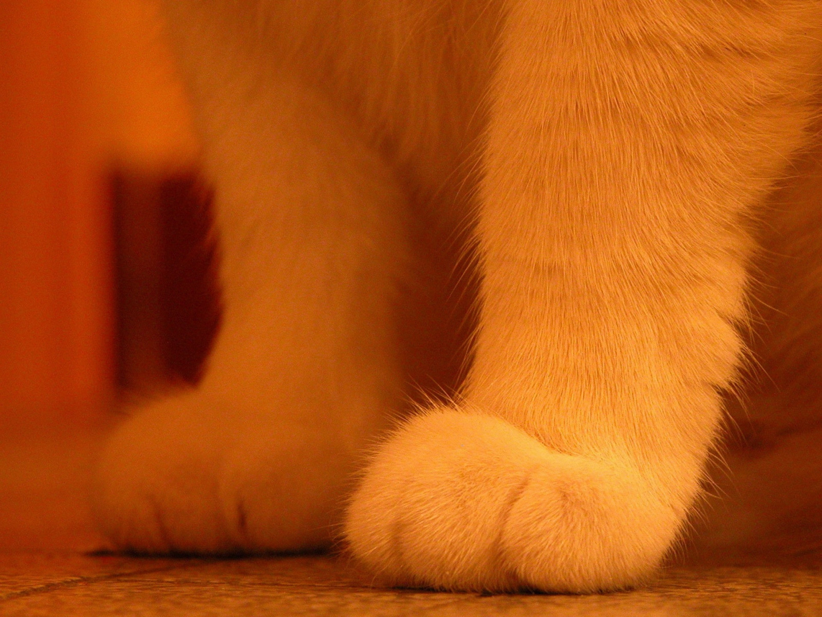 Wallpaper paws, cat, light, fur 1920x1440 1068970 HD Wallpapers