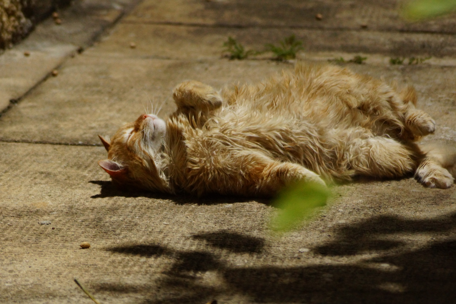 Brazílie, domácí zvíře, minasgerais, sLR, Brasil, objektiv, bokeh, Sony, gatos, MG, gato, Belo Horizonte, alfa, roztomilá kočka, gatinho, bh, Gatinhos, Machado, Alexsandra, Fofos, Gatodom stico, sonyalpha, sonyalphadslr, alexsandramachado, Sal55f200