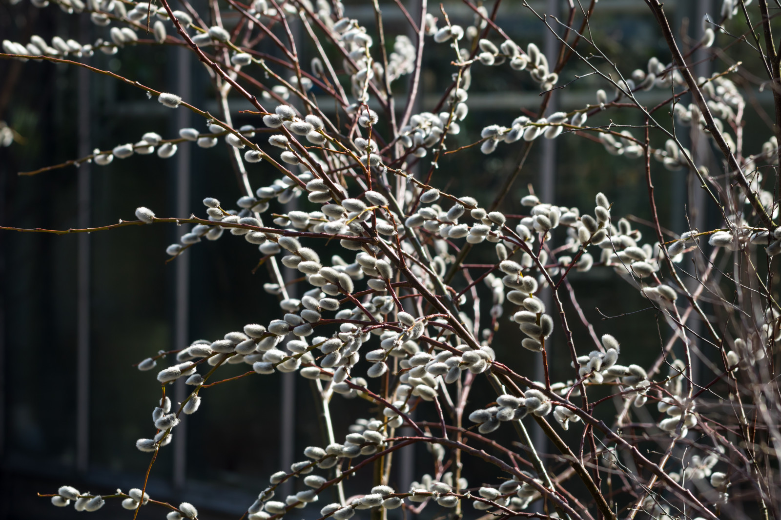 ฤดูหนาว, สาขา, น้ำค้างแข็ง, ฤดูใบไม้ผลิ, วิลโลว์, ต้นไม้, ใบไม้, ดอกไม้, ปลูก, ฤดู, พืช, ลันด์, botaniskatr dg rden, v r, พฤกษศาสตร์, vide, กิ่งไม้, พฤกษศาสตร์, โรงงานที่ดิน, พืชดอก, ไม้ยืนต้น, ไม้พุ่ม, ครอบครัวหญ้า