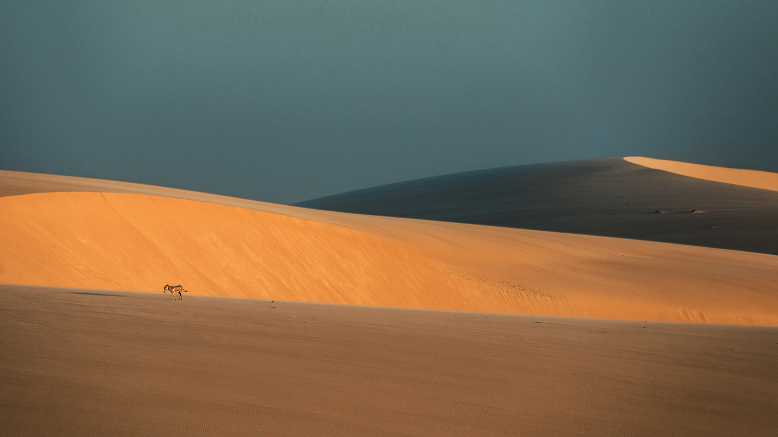 modrý, světlo, západ slunce, stín, Brazílie, nebe, slunce, slunečnímu záření, zvíře, žlutý, písek, Nikon, Jericoacoara, nálada, duna, osel, NIKKOR, F28, Jeri, D800, 70200 mm, D800E