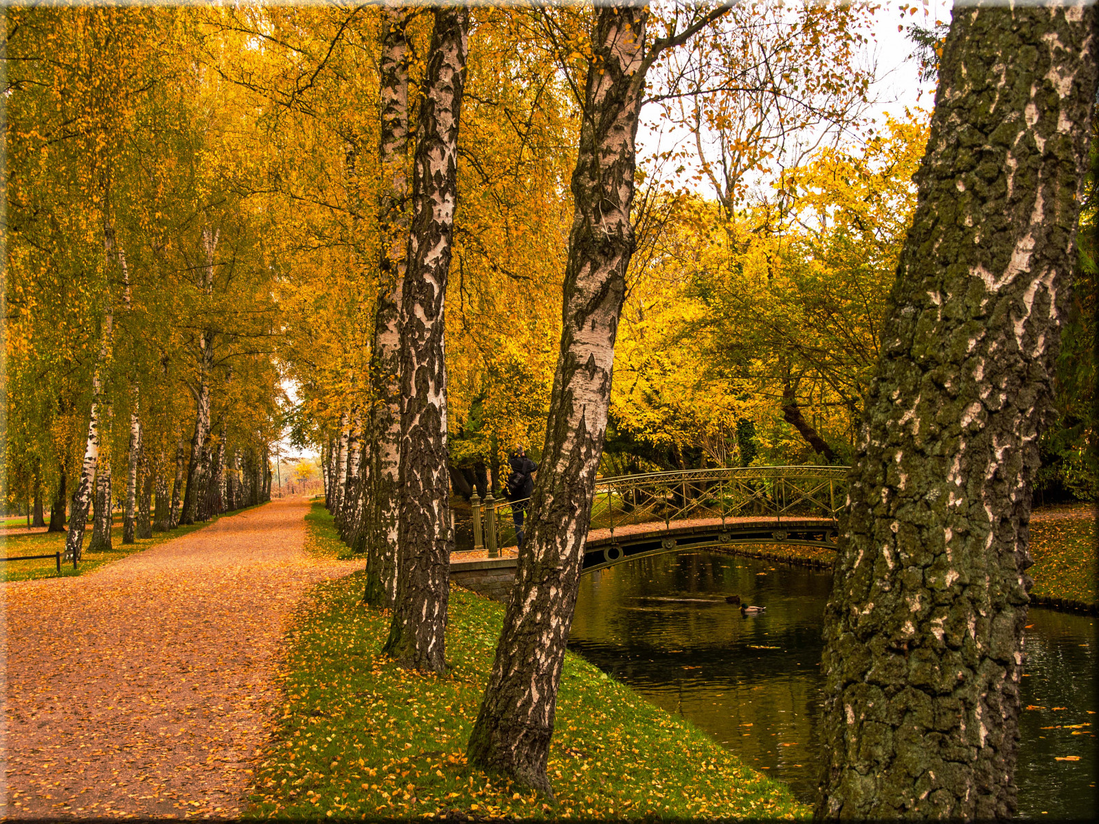 slunečnímu záření, stromy, les, zahrada, Příroda, odraz, park, větev, hrad, listopad, chůze, bříza, 2014, strom, podzim, Procházka, list, rostlina, sezóna, Herbst, Spaziergang, b UME, ostseeleuchte, zálesí, místo výskytu, dřevina, opadavý, Schlossgarten, Schwerin, schwerinerschloss, Birken, Birkenallee