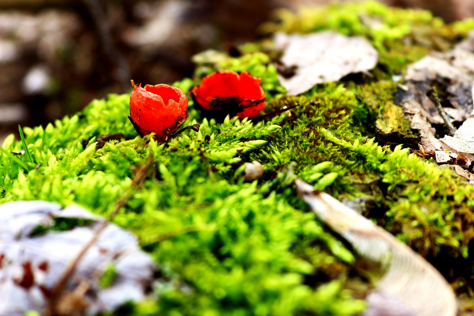 zahrada, Příroda, tráva, rostliny, makro, mech, zelená, strom, podzim, list, květ, rostlina, sezóna, flóra, trávník, zálesí, půda, botanika, keř, non vaskulární suchozemská rostlina