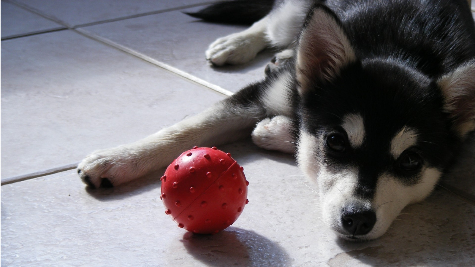 Wallpaper animals, Siberian Husky, balls, Alaskan Malamute, puppy