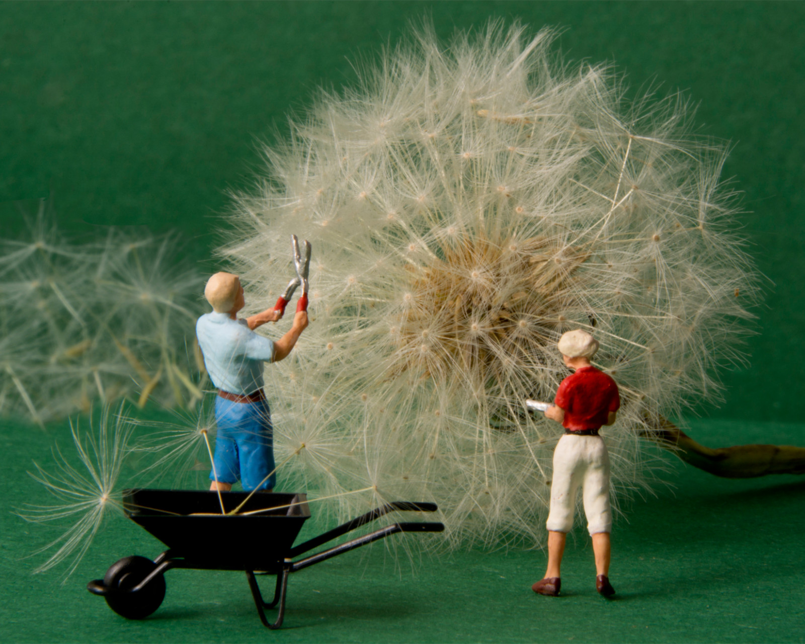 jopperbok, dente di leone, paardenbloem, fiore, natura, Dentdelion, Taraxacum, Pallacanestro, Palloni da pallavolo, orologio, orologi, Pappus, paracadute, Molsla, Figure, figura, miniaturefiguresphotography, railwayfigures, miniaturefigures, Ho, macro, miniatura, mensen, miniaturefigure, modello, plastica, piccole persone, piccolo, tempo libero, lavoro, giocattoli, minuscolo, Giocattolo, tinypeople, Preiser, verde, giardinaggio, Wheelbarrel, bianca, macromonday, macromondays, tavolo, Pusteblumen, flickrlounge, weeklytheme, miniaturepeople, miniaturepeoplephotography