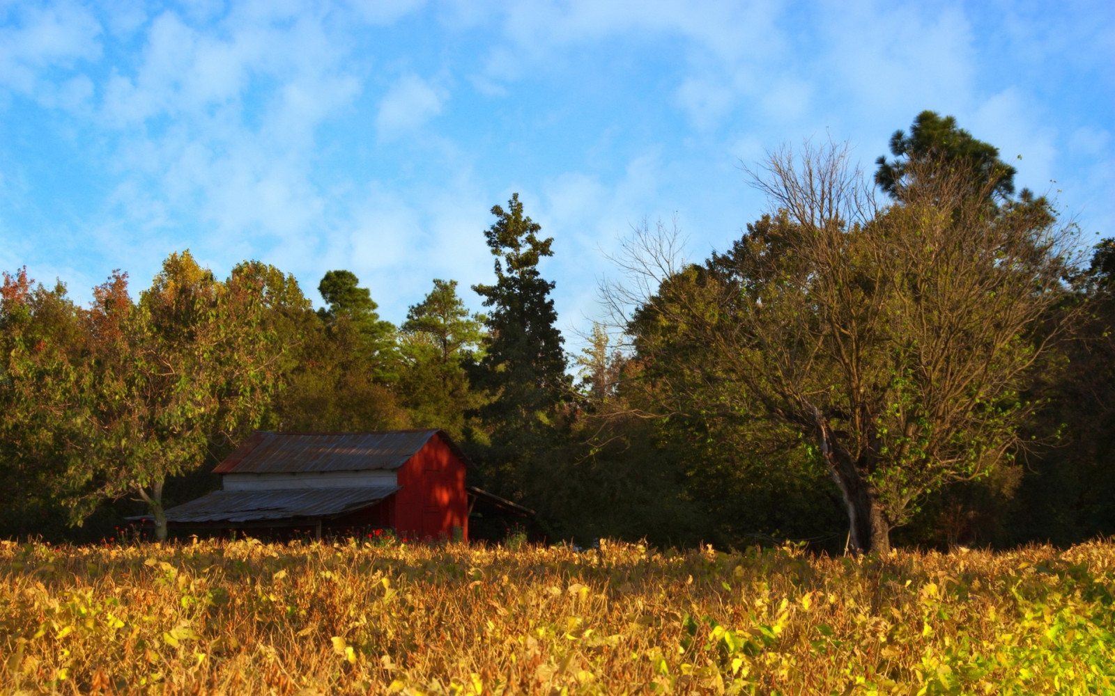 slunečnímu záření, stromy, krajina, les, kopec, Příroda, tráva, pole, ráno, divočina, strom, podzim, list, hora, květ, rostlina, sezóna, louka, 1920x1200 px, zálesí, prérie, venkov, místo výskytu, přírodní prostředí, dřevina, ekosystém
