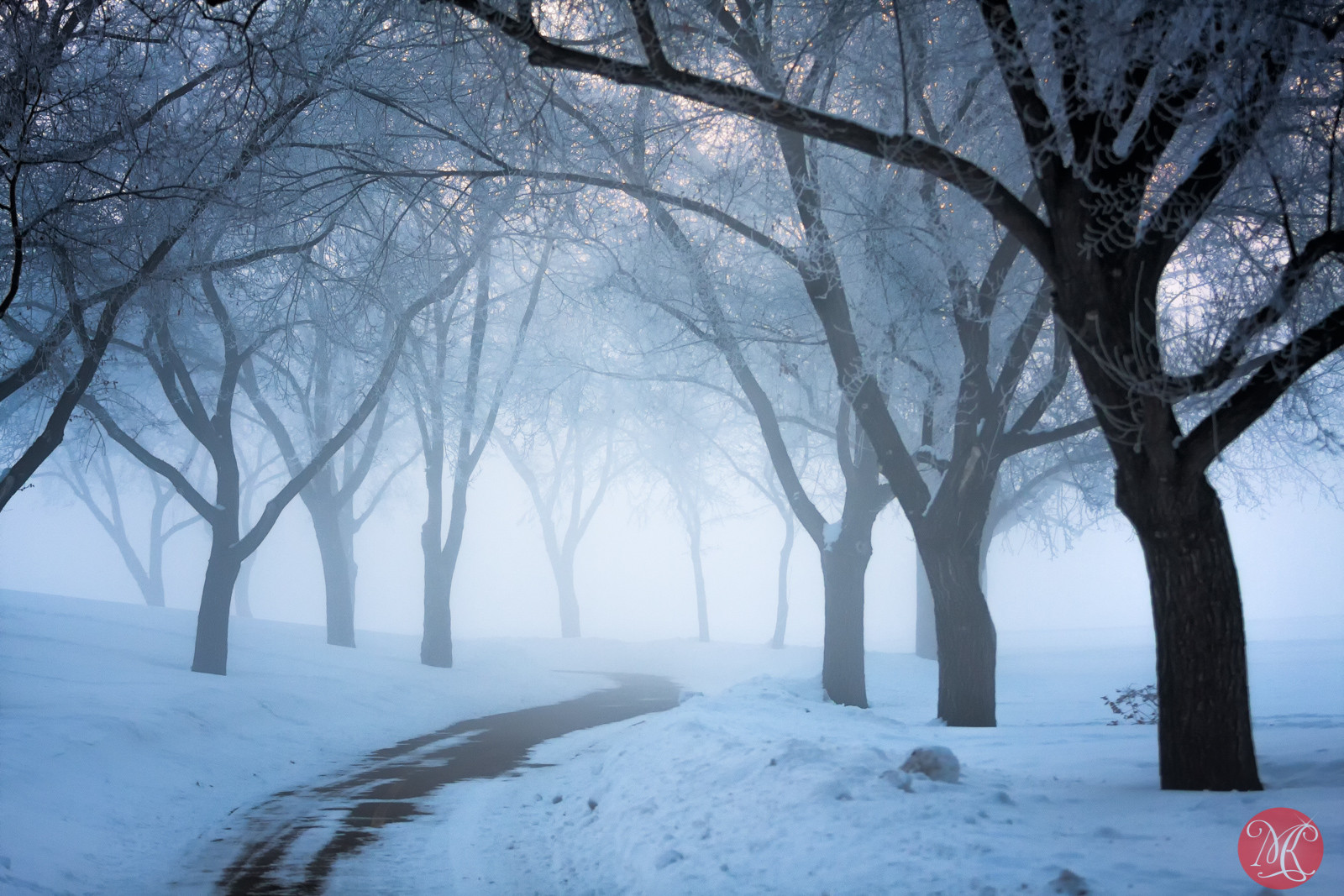 Wallpaper sunlight, trees, landscape, forest, sky, park, branch