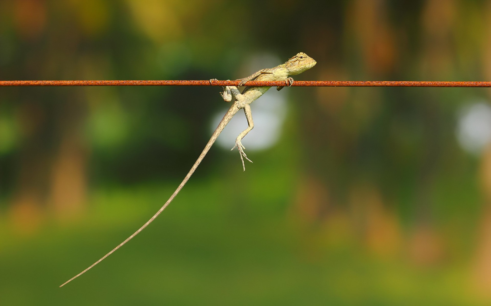 zvěř, Příroda, tráva, větev, hmyz, zelená, plazi, list, vážka, motýlice, fauna, větvička, zblízka, makro fotografie, závod stonek, bezobratlý, vážky a damseflies
