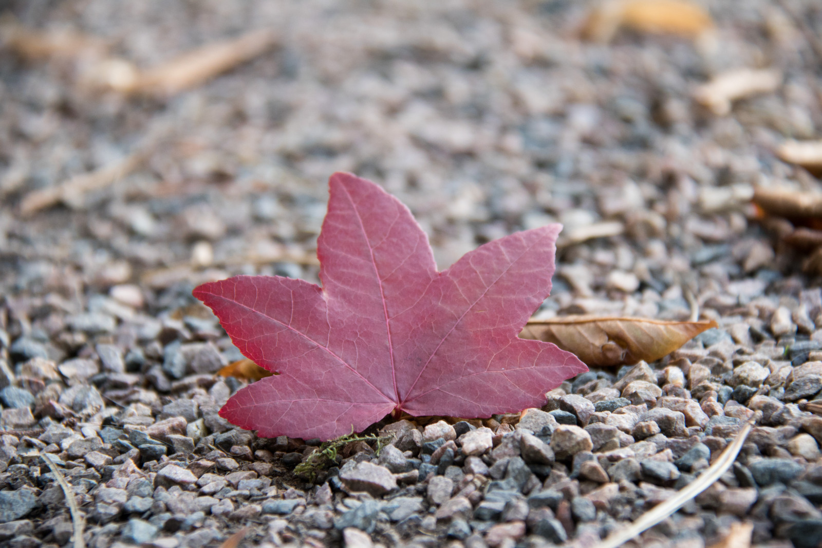zahrada, Příroda, větev, mráz, jaro, strom, podzim, list, květ, rostlina, sezóna, flóra, Lund, l v, botaniskatr dg rden, exif modelu canoneos760d, geocountry, Kamera aby kánon, geocity, Model fotoaparátu canoneos760d, geostate, geolocation, EXIF čočka efs18200mmf3556is, EXIF otvor 56, exif aby kánon, exif focallength 110mm, exif isospeed 640, Botanická zahrada, okvětní lístek, Botan, T dg rd, půda, botanika, suchozemská rostlina, kvetoucí rostlina, dřevina, zblízka, makro fotografie, javor, Javorový list