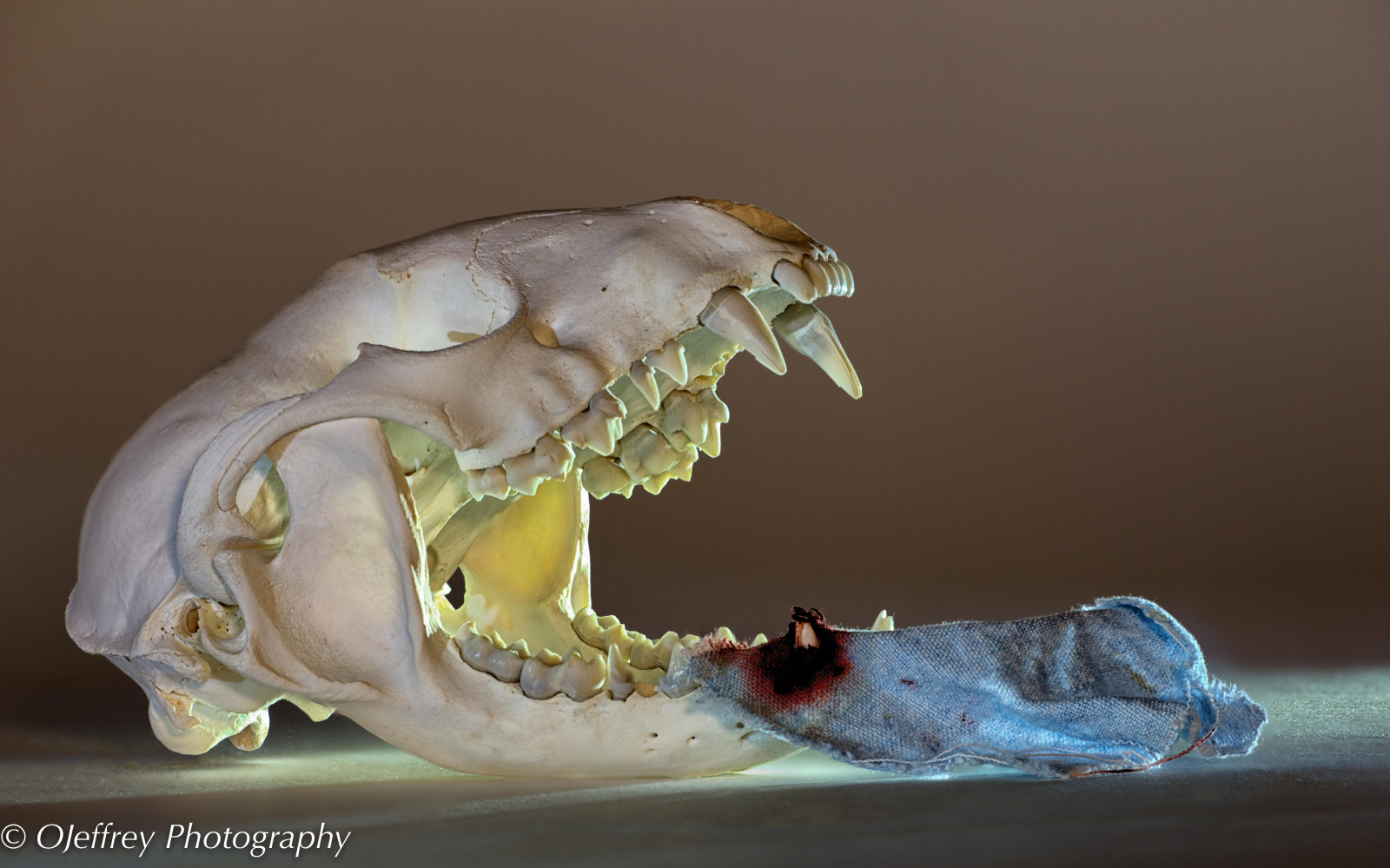 Wallpaper : skull, Nikon, Studio, bobcat, stilllife, fauna, d800