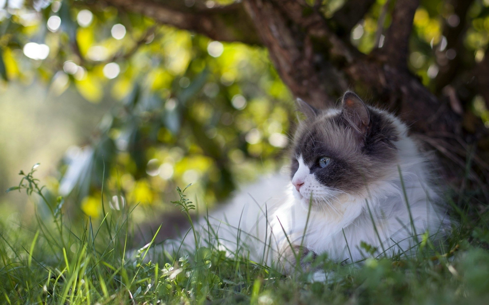 gatto, animali, natura, erba, ramo, natura, barba, mammiferi, albero, autunno, fiore, fauna, mammifero, vertebrato, gatto come mammifero, di piccole e medie dimensioni gatti
