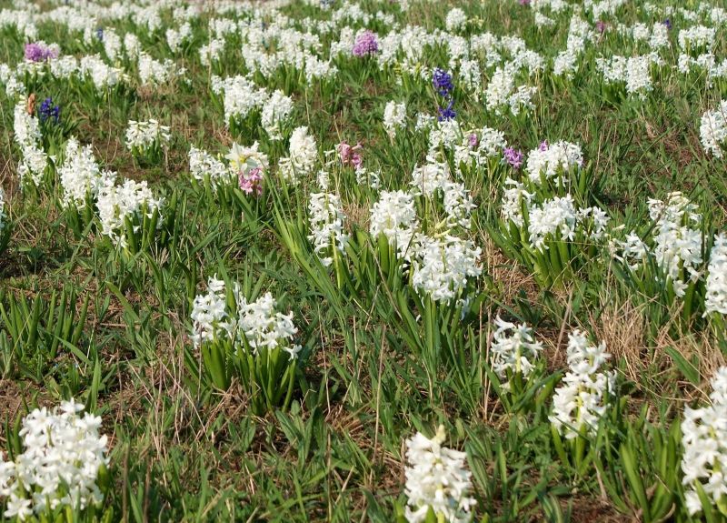 hyacinter, blomster, forår, felter, grøn hyacinter, blomster, forår, felter, grøn