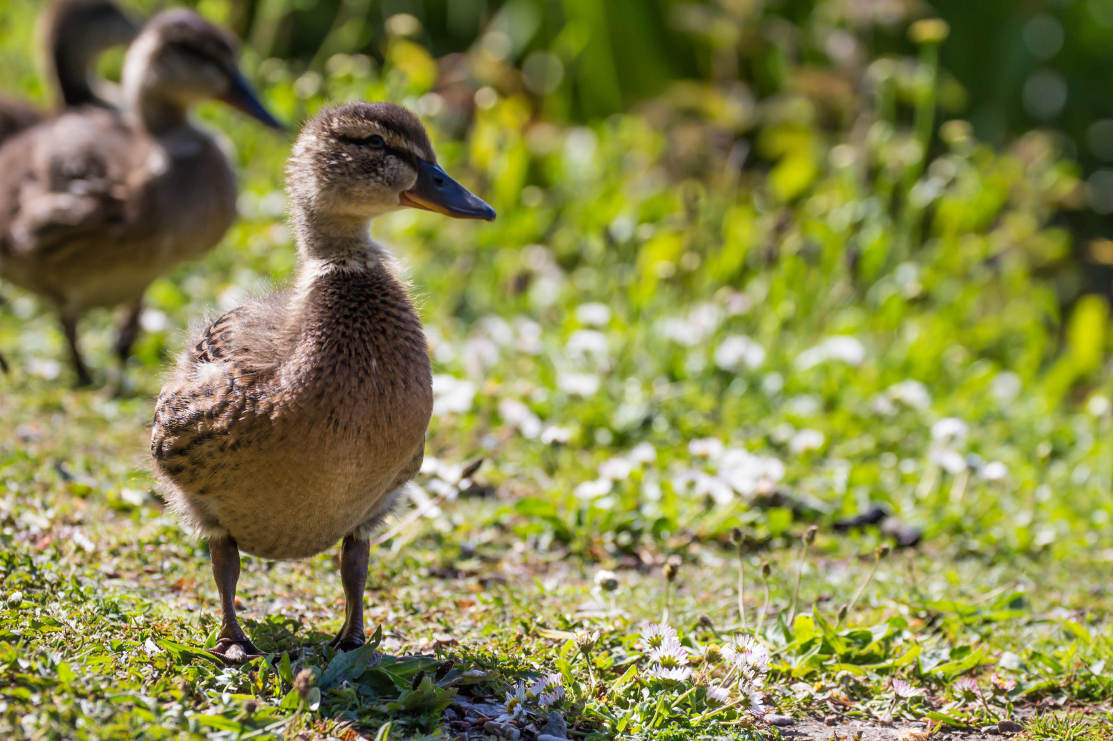Příroda, tráva, Volně žijících živočichů, kachna, zobák, divoká kachna, pták, Malmo, Pildammsparken, f gel, Kamera aby kánon, geolocation, EXIF otvor 56, exif aby kánon, EXIF isospeed 100, exif focallength 155mm, EXIF ef70300mmf456lisusm čočka, kachňátko, Model fotoaparátu canoneos100d, exif modelu canoneos100d, fauna, vodní ptáci, obratlovců, vodní pták, kachen, hus a labutě, drůbež