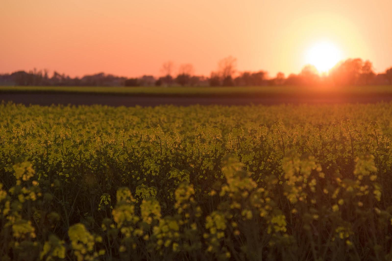 slunečnímu záření, krajina, jídlo, západ slunce, Příroda, tráva, nebe, pole, svítání, žlutý, večer, ráno, slunce, horizont, soumrak, řepkového, podzim, list, květ, svítání, rostlina, solnedg ng, venkov, landsbygd, nárazy, f lt, s dersl tt, landskap, řepka, rapefield, zemědělství, louka, prostý, prérie, oříznutí, venkov, atmosférický jev, vyrobit, kvetoucí rostlina, tráva rodina, brassica, hořčice závod