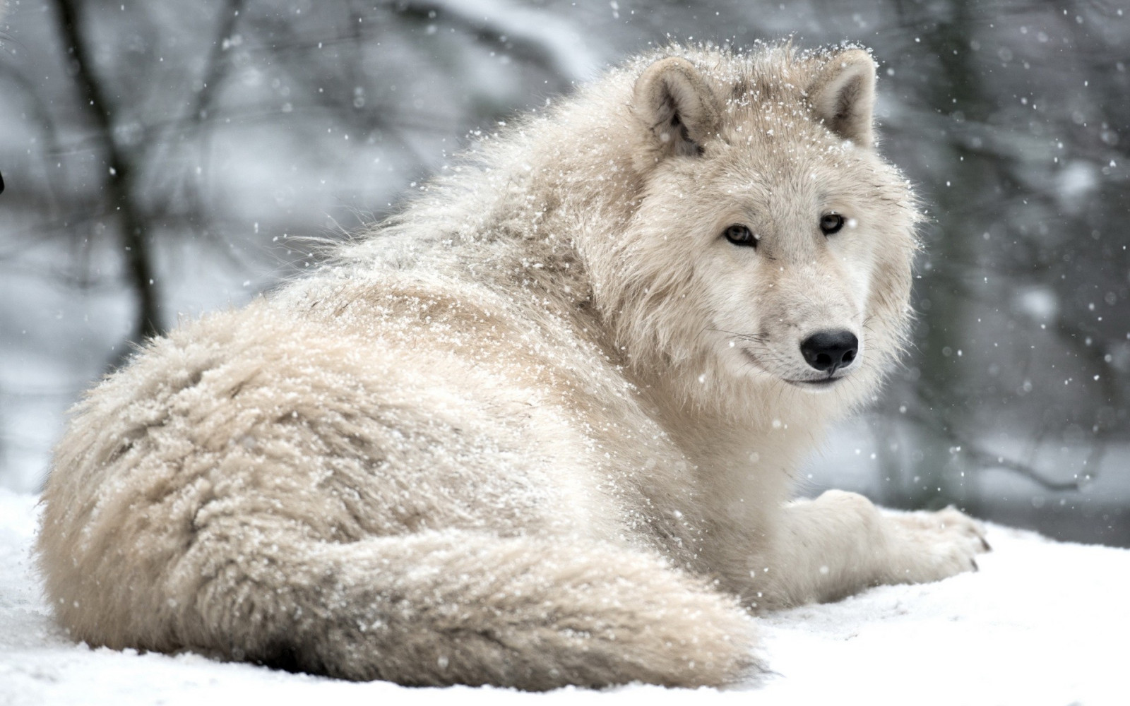 dieren, sneeuw, winter, wolf, poolvos, beer, zoogdier, gewerveld, Wolf hond, ijsbeer, hond als zoogdier, hondenras groep, hond van groenland, hond kruisingen, canis lupus tundrarum