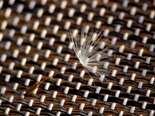 Seat,abstract,chair,pattern,dandelionseedhead,macromondaysthemepattern