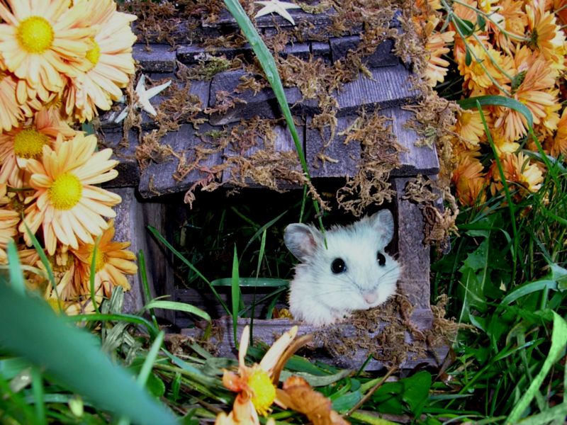domácí zvíře, roztomilý, zvíře, srstnatý, Dům, květ domácí zvíře, roztomilý, zvíře, srstnatý, Dům, květ