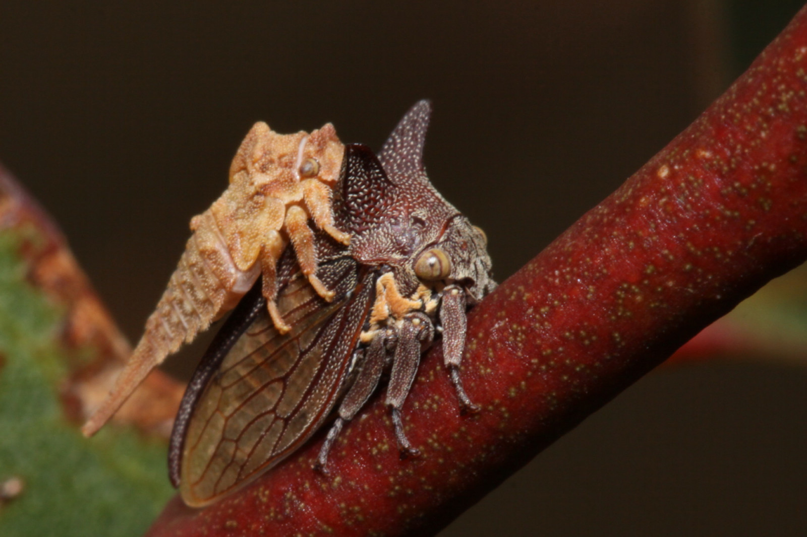 Fond d'écran : la nature, cornes, insecte, faune, Australie, Mouche ...