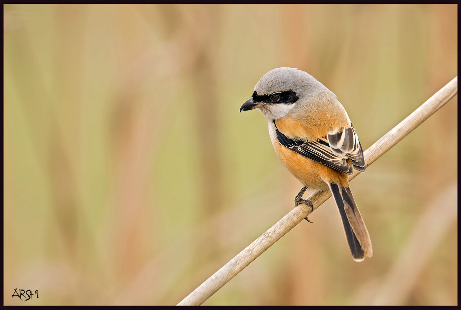 liv, smuk, skønhed, fugle, ilovenature, Nikon, bokeh, billeder, elskere, fugleperspektiv, naturephotography, Sialkot, birdsofpakistan, nikkor600mmf4, birdslover, headmarala, birdsphotography, ilovewildlife, nikond4s, arshadashraf, naturellover
