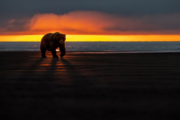 animals,sunlight,sunset glow,clouds,bears