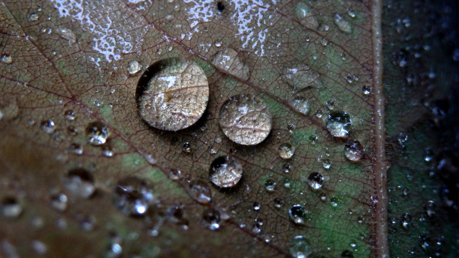 kočka, cosplay, sport, temný, noc, voda, zima, zelená, žlutý, modrý, slunce, Kánon, oranžový, letní, Nikon, Vánoce, růžový, šťastný, jaro, 2013, rosa, n, zajetí, výstřel, SS, Soustředit se, barva, Krásná, pokuta, list, květ, dosti, dny, roztomilý, chladný, rostlina, pták, přírodní, pokles, dáma, legrační, zábava, pěkný, sexy, hvězda, úžasný, místo, divit se, obrázek, perfektní, zprávy, komik, zblízka, makro fotografie, vlhkost, organismus, Systém, zobrazeny, aminal, lokalitě, prefekt, drobný