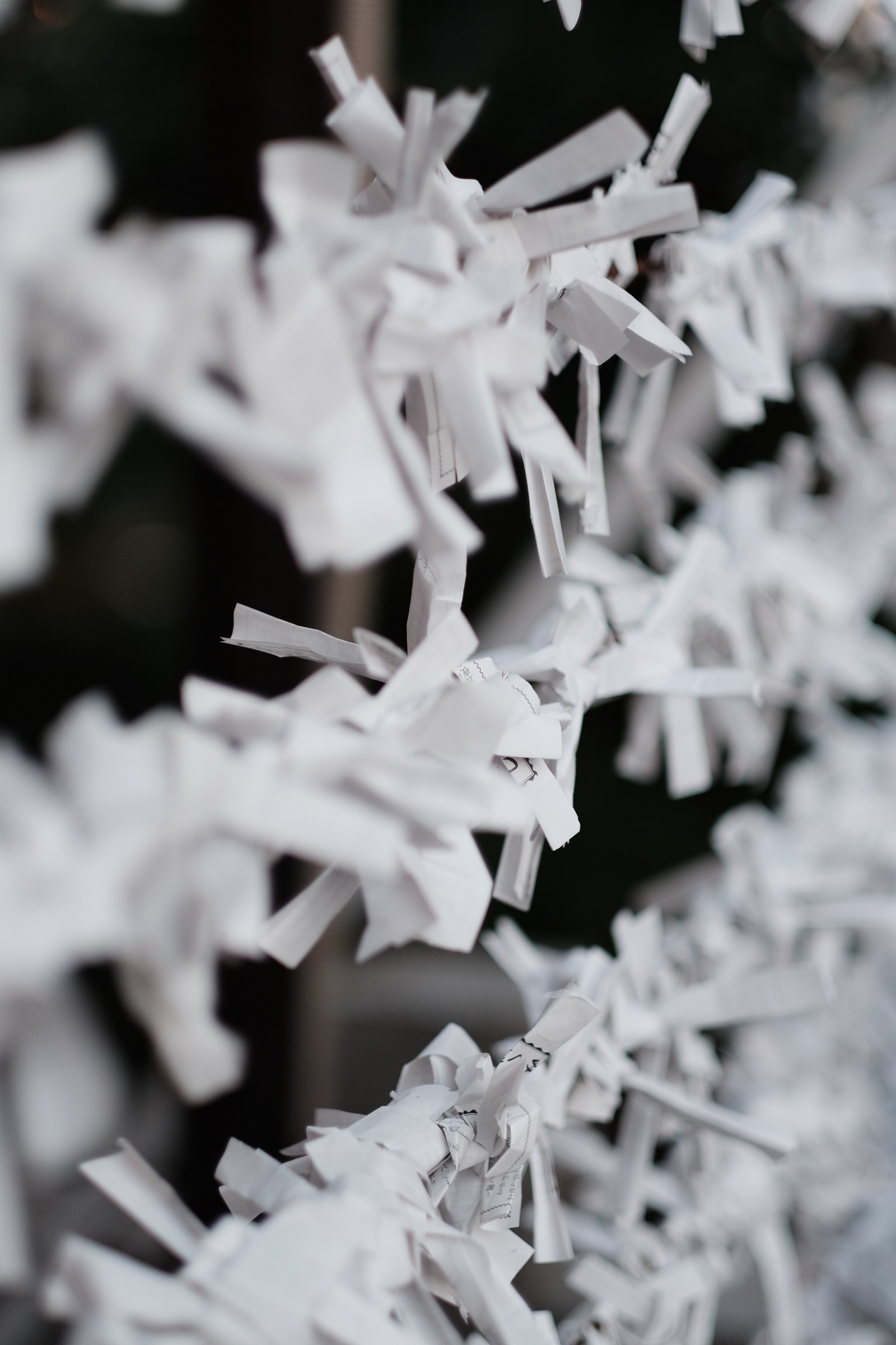 hvid, monokrom, sne, vinter, fotografering, afdeling, is, frost, forår, Tokyo, Fryser, Fujifilm, blad, blomst, vejr, sæson, Fujinon, classicchrome, x, xf56mmf12r, xf56mm, xt1, Meguro, megurofudoson, sort og hvid, monokrom fotografering, tæt på, makrofotografering