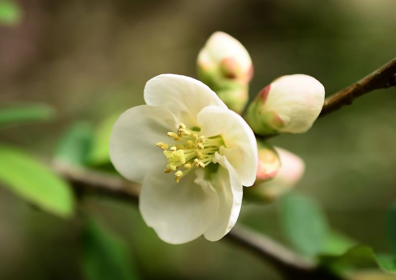 food, garden, nature, branch, fruit, green food, garden, nature, branch, fruit, green