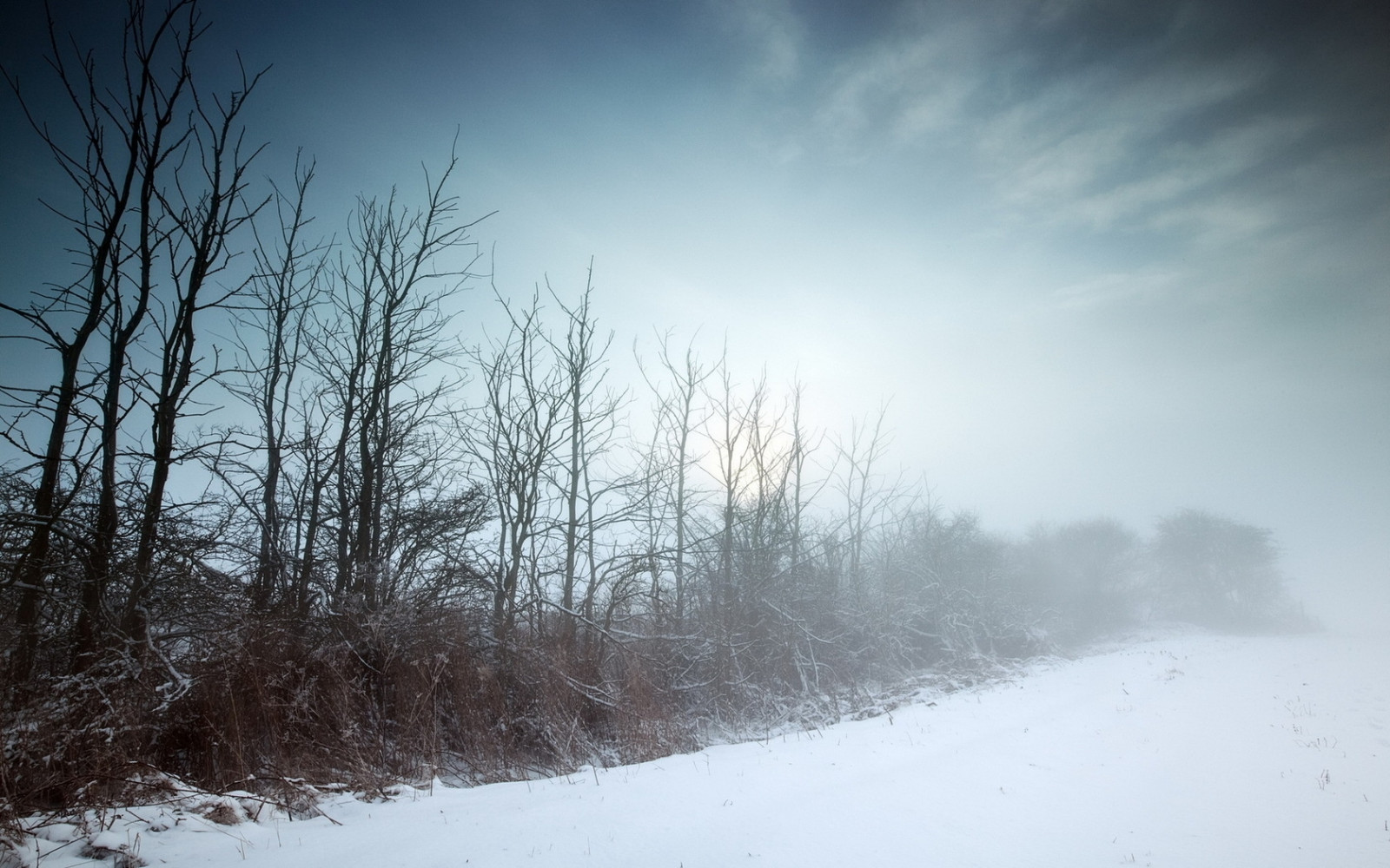 Wallpaper : winter, fog, trees, dullness, cold, naked 1680x1050