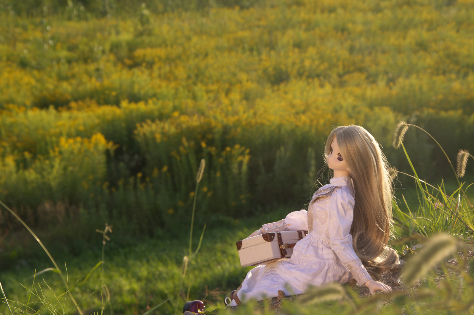 solnedgang, pige, Legetøj, guld, Tusmørke, dukke, hokkaido, livslede, Volks, Biei, dæmning, endofsummer, Lange nederdele, kneehighsocks, purpleeyes, setariaviridis, toheart2, dollfiedream, manakakomaki, iinchou, Honeyblond, nuanceonelength