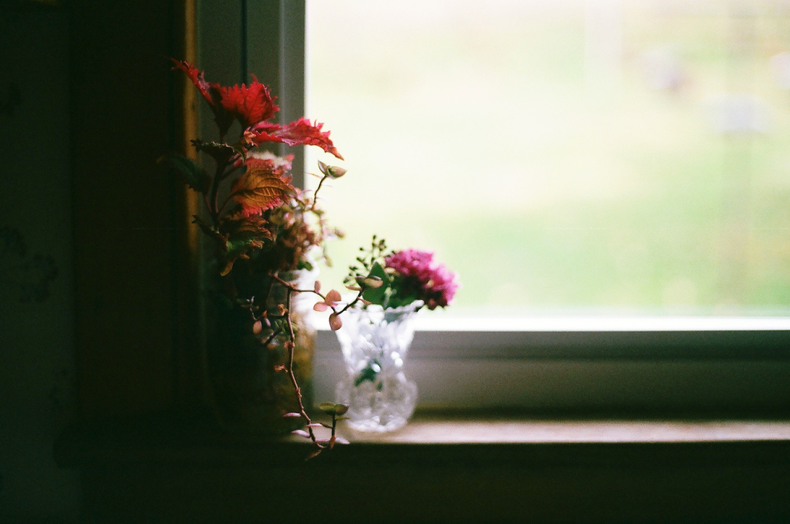Wallpaper plant, flora, flower bouquet, petal, sunlight, spring