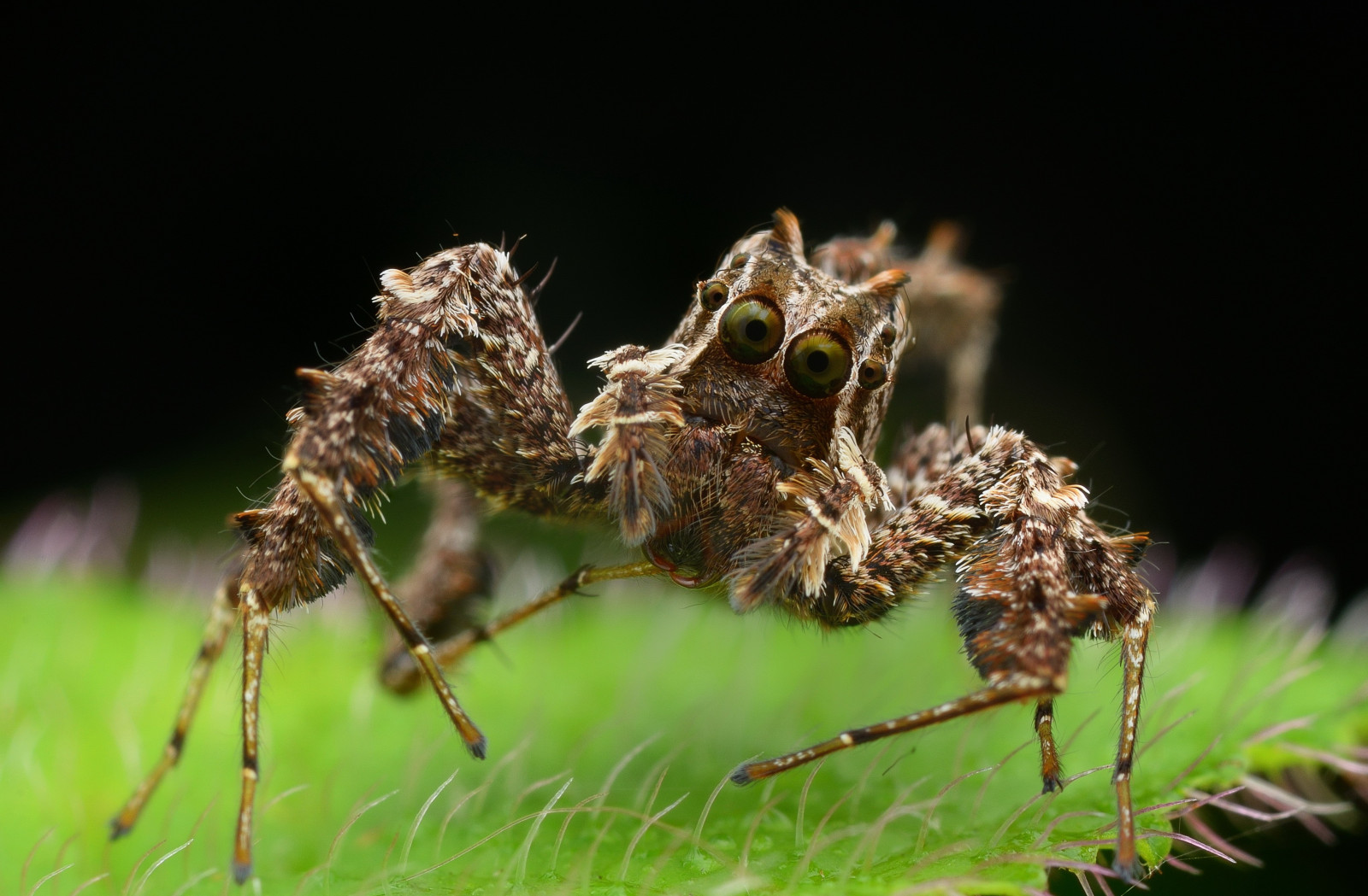 zvěř, Příroda, tráva, fotografování, makro, větev, hmyz, pavouk, strom, list, květ, rostlina, flóra, fauna, zblízka, makro fotografie, závod stonek, bezobratlý