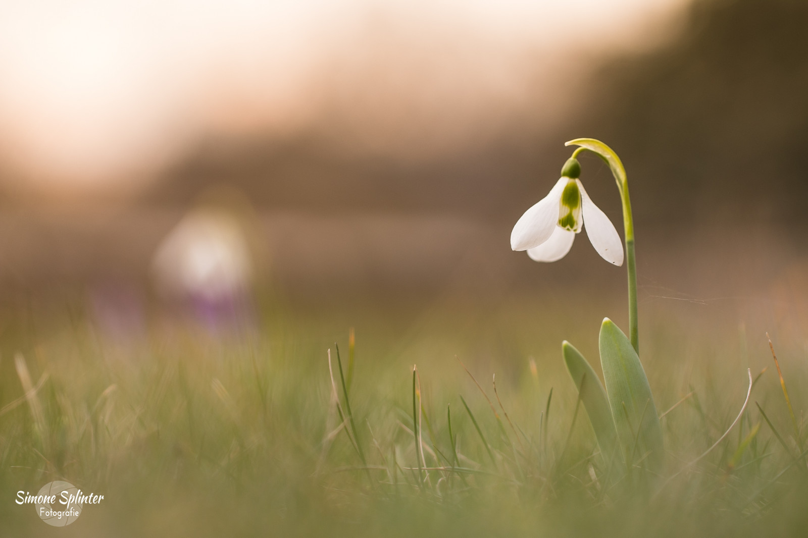 květ, flóra, rostlina, jaro, zblízka, makro fotografie, ráno, tráva, louka, divoká rostlina, slunečnímu záření, tráva rodina, závod stonek, počítač tapeta, nebe, okvětní lístek, pole, vlhkost