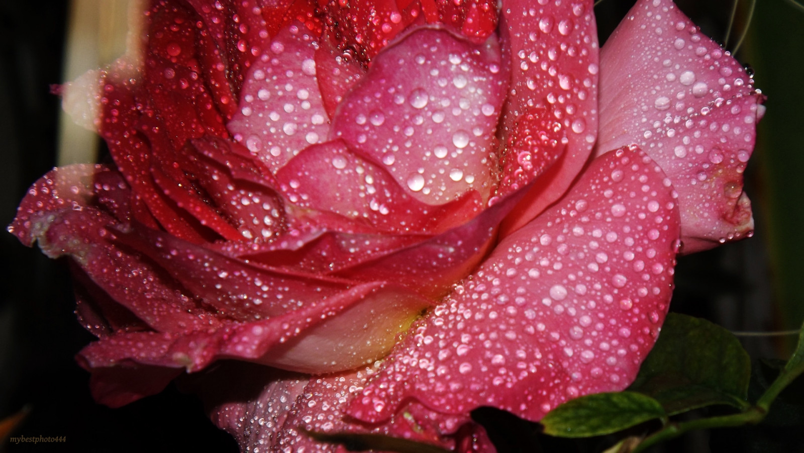 park, náměstí, nightphotography, parque, flores, květ, voda, růže, zahrada, kapky, jaro, agua, Pozadí, flor, rosa, FinePix, Fujifilm, kaluž, kapky vody, Rosas, fondo, Rosal, jardin, fondos, castello, s4000, gotasdeagua, salpicadura, fotografianocturna, fujifilmfinepixs4000