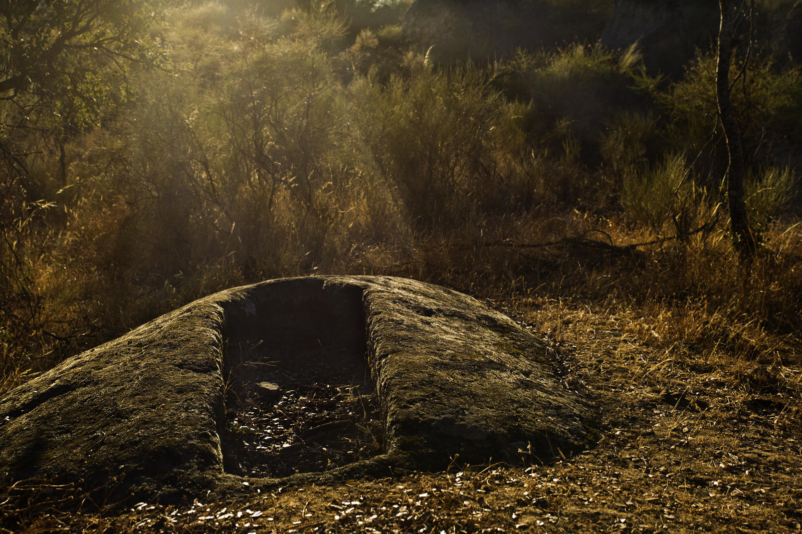 Natura, las, lesisty teren, pustynia, wegetacja, drzewo, światło słoneczne, ranek, ścieżka, skała, krajobraz, atmosfera, trawa, niebo, gleba, dżungla, Ekoregion, dzikiej przyrody, roślina, Stary las wzrostu, ciemność