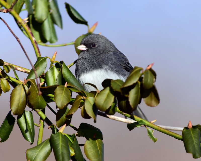 natur,dyreliv,fugl,birdwatcher,darkeyedjunco,Junco