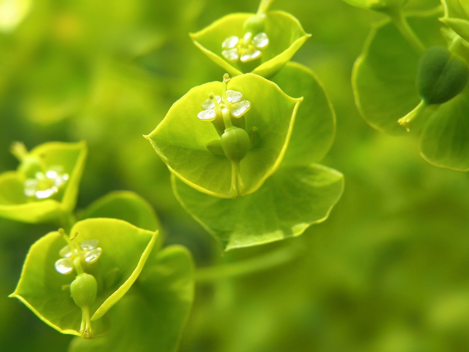 Wallpaper plants, herbs, grass, background 1600x1200 1026760 HD