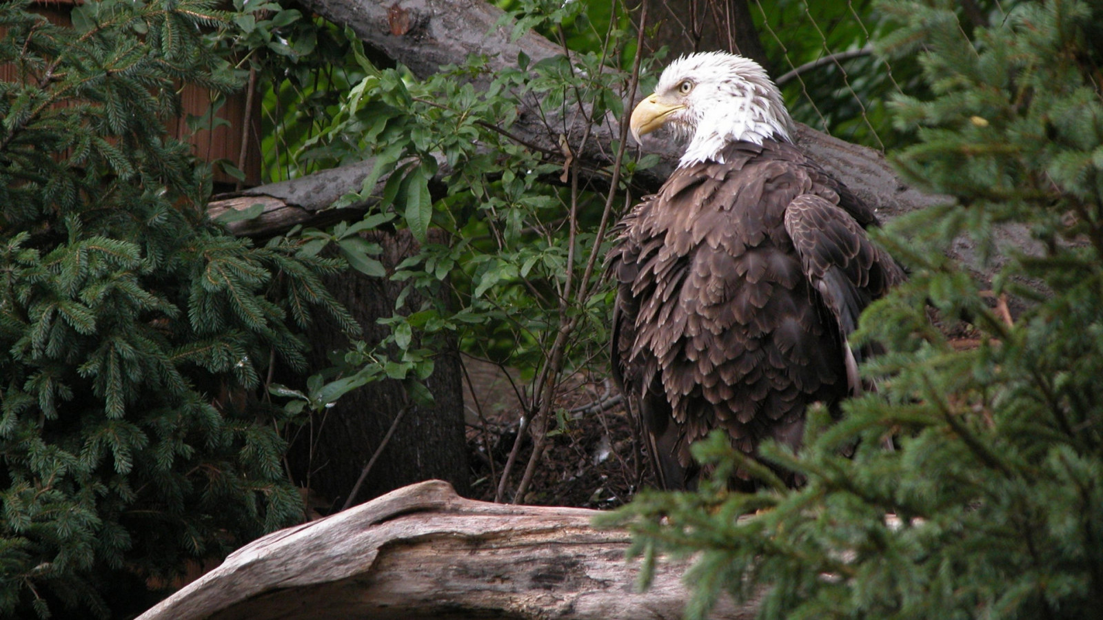 Wald, Vögel, Tiere, Pflanzen, Tierwelt, Raubvogel, Zoo, Adler, Dschungel, Weißkopfseeadler, Regenwald, Vogel, Fauna, Wirbeltier, Geier